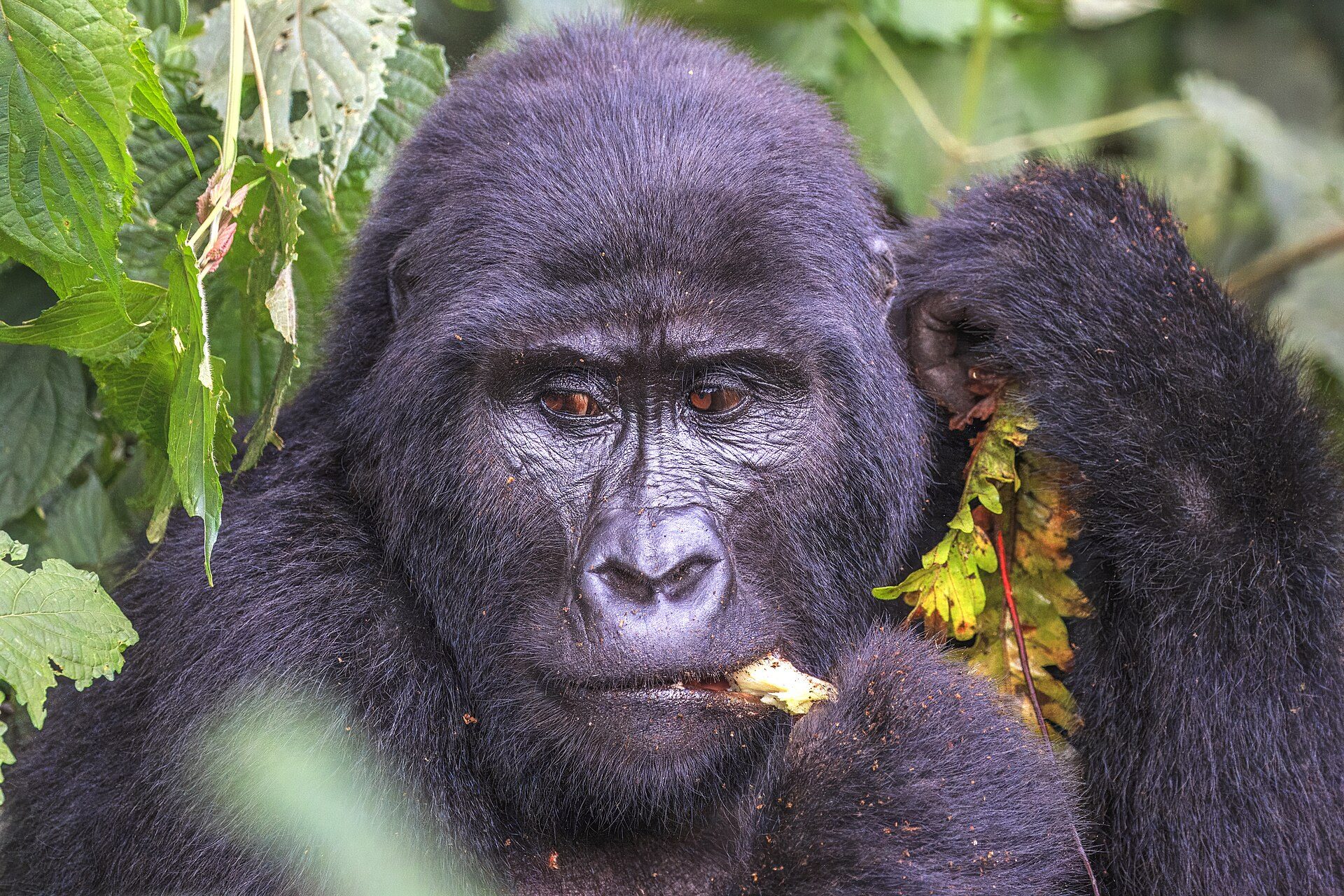 3-Day Gorilla Trekking Express — Uganda safari