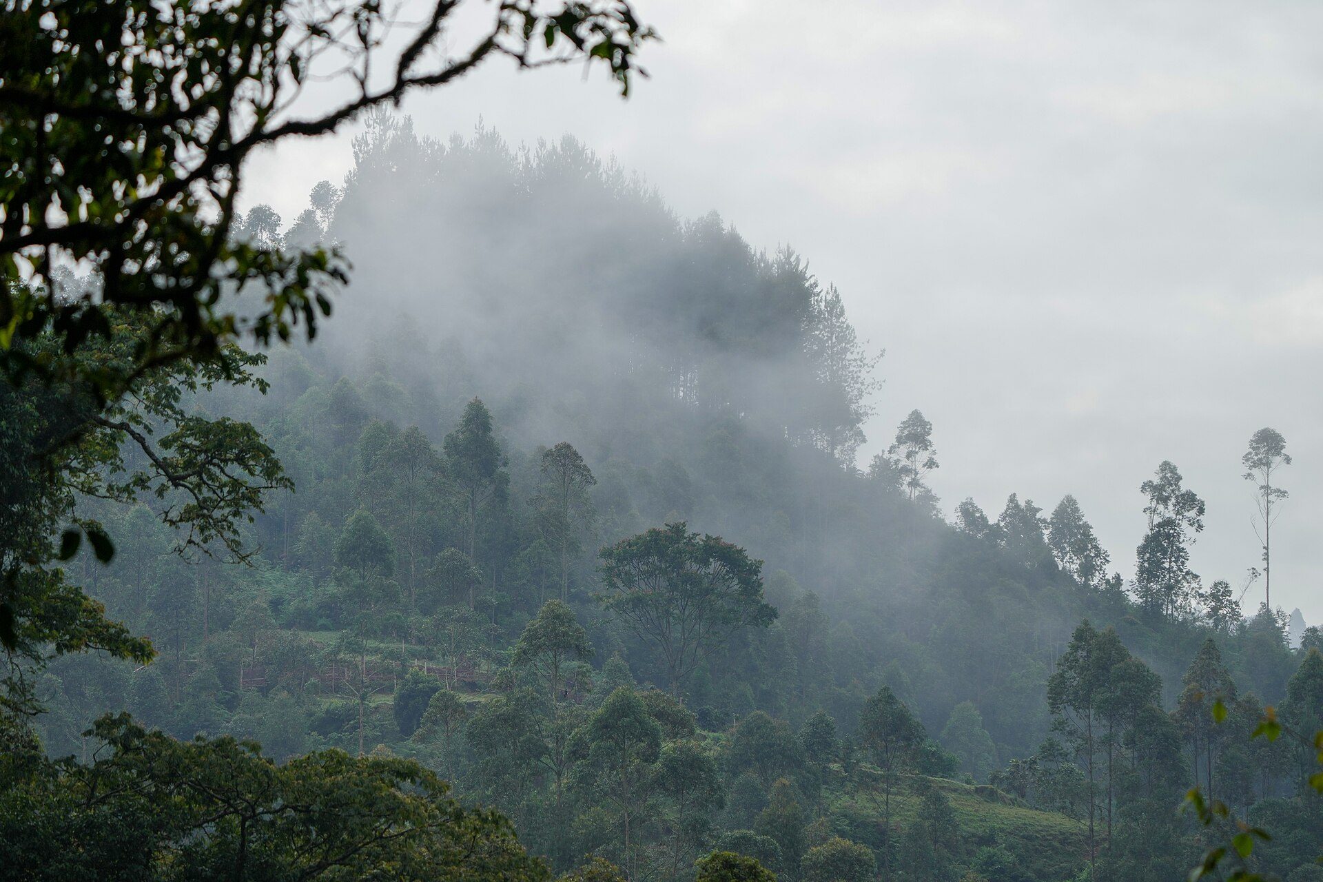 Bwindi Impenetrable National Park